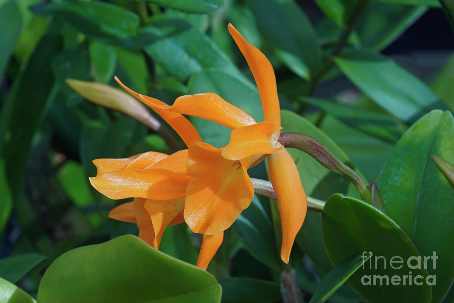 Guarianthe Orchid (guarianthe Aurantiaca) Flower Photograph by Dr. Nick ...