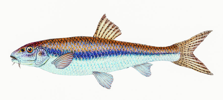 Gudgeon  Drawing by David Letts