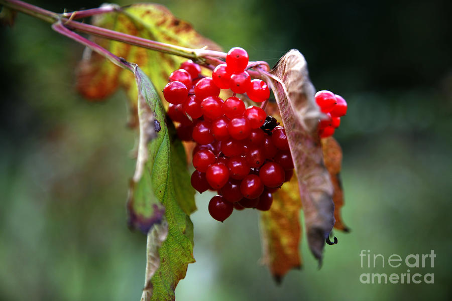 Nature Photograph - Guelder Rose Fruits (viburnum Opulus) by Dr Keith Wheeler/science Photo Library