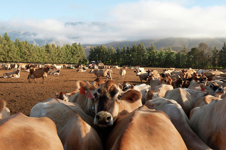 Guernsey Cow And Herd, Overberg Photograph by Mike D. Kock