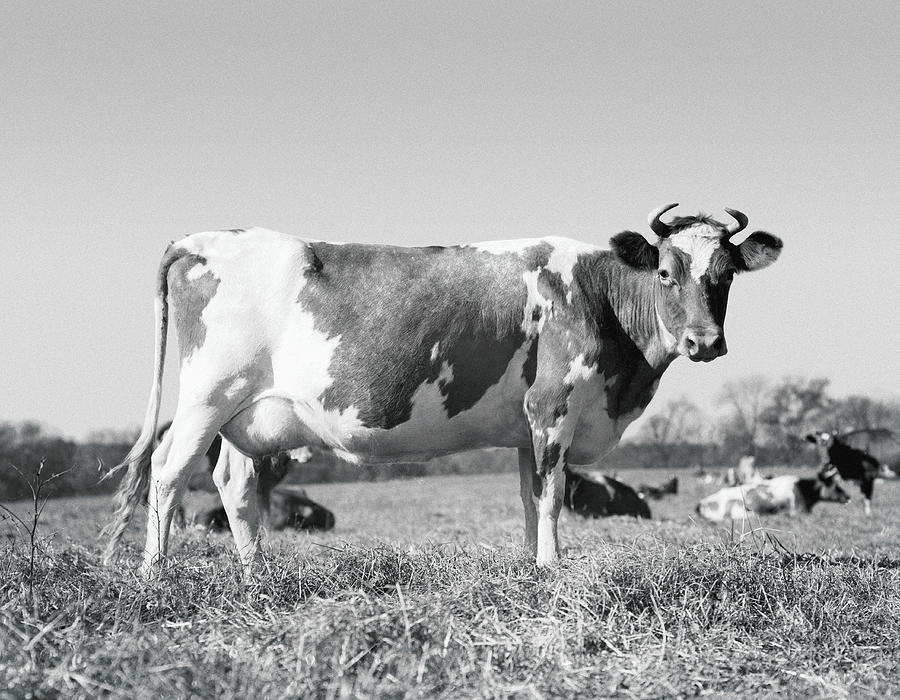 Guernsey Cow Photograph by H. Armstrong Roberts