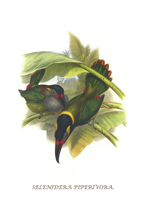 Guianan Toucanet Painting by John Gould Guianan Toucanet Painting by John Gould