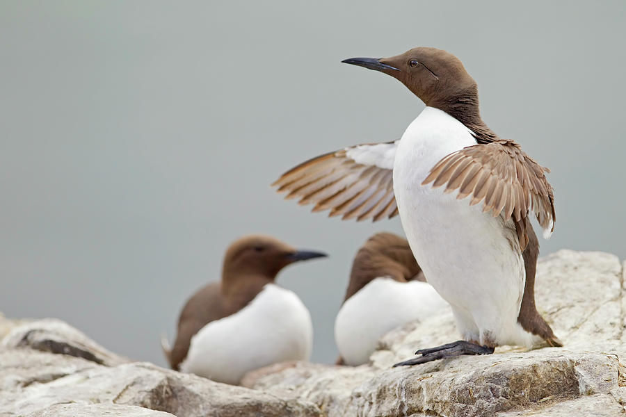Bird Photograph - Guillemot At Farne Island With Wings by Steve Ward Nature Photography