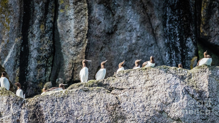 Guillemots on the cliff ledges Photograph by Lyl Dil Creations