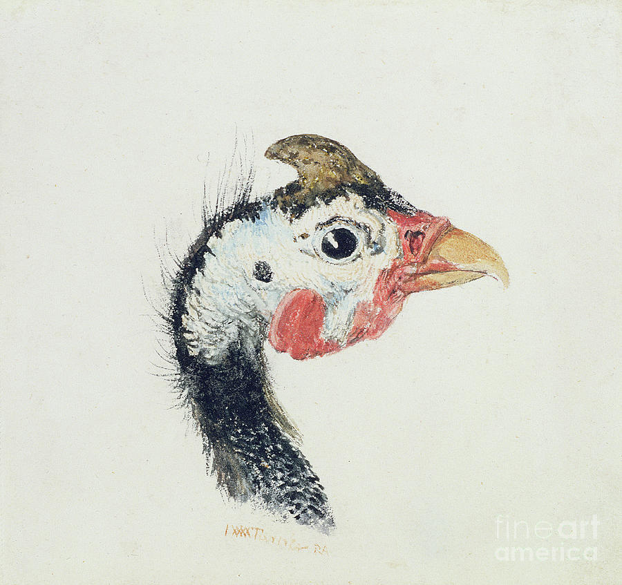 Guinea Fowl, From The Farnley Book Of Birds, Circa 1816 By Turner Painting by Joseph Mallord William Turner