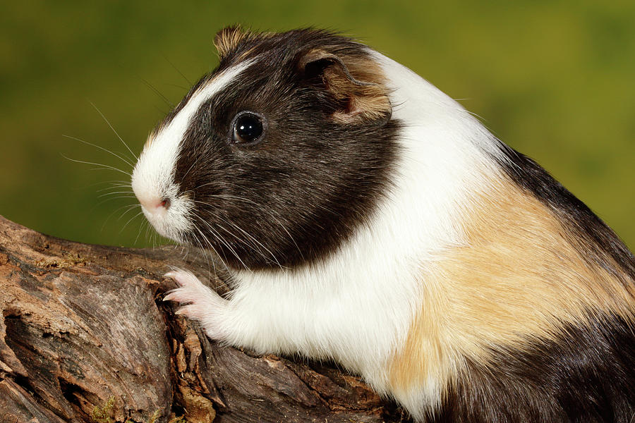 guinea pig climbing