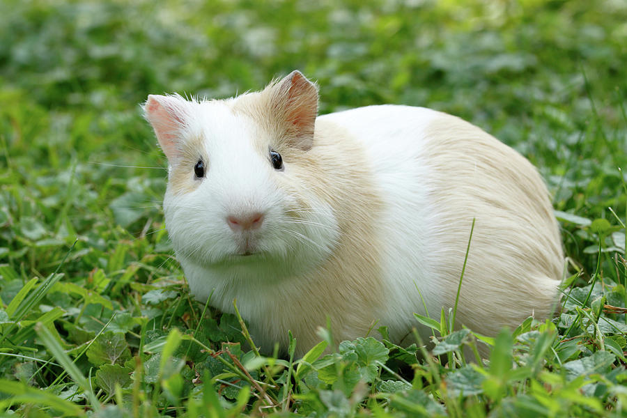 Animal Photograph - Guinea Pig In Grass by David Kenny Animal Photograph - Guinea Pig In Grass by David Kenny
