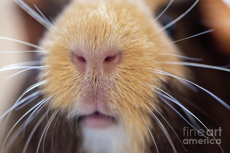 Guinea Pig Nose Photograph by Kayce Kennelly Fine Art America
