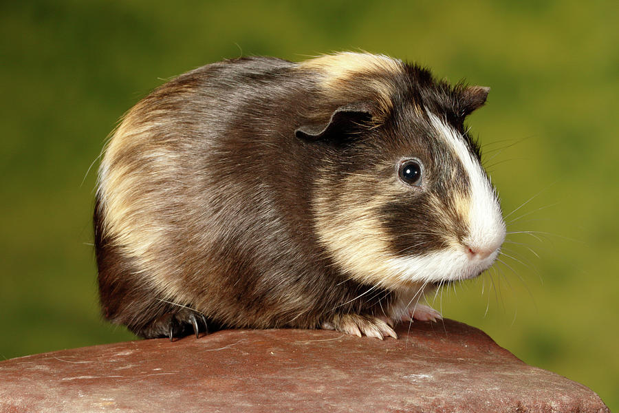 Guinea Pig Sitting On A Rock Photograph by David Kenny