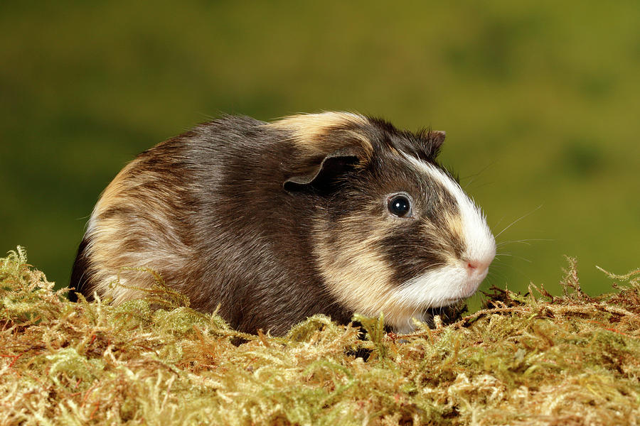 Guinea Pig Sitting On Moss Photograph by David Kenny | Fine Art America