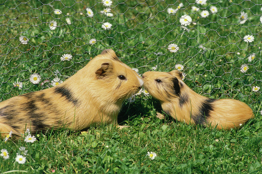 Guinea Pigs, Mother And Young Animal In Outdoor Enclosure On A Meadow Photograph by Konrad Wothe