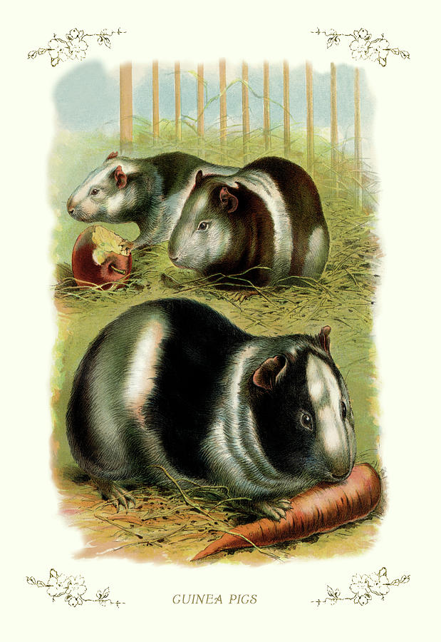 Animal Painting - Guinea Pigs by Unknown