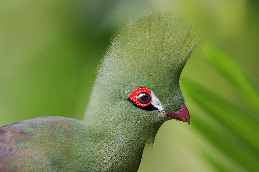 Guinea Turaco Photograph by Photo By K S Kong