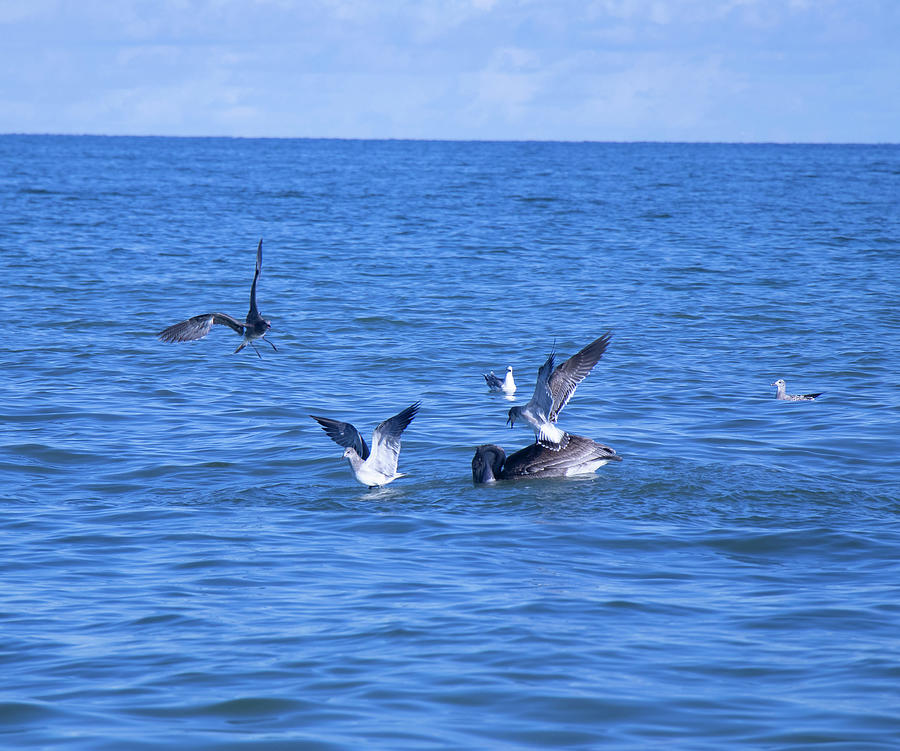 Gulf Feeding Frenzy by Linda Ritlinger Gulf Feeding Frenzy by Linda Ritlinger