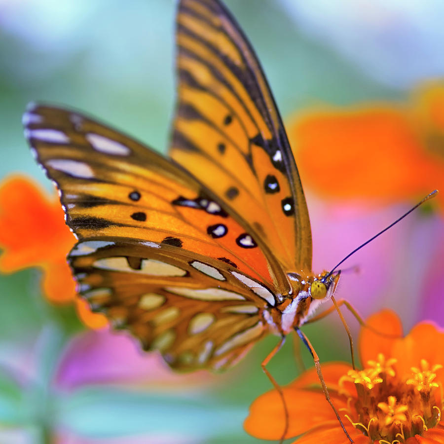 Gulf Fliterary Butterfly by Joel Olives Photography