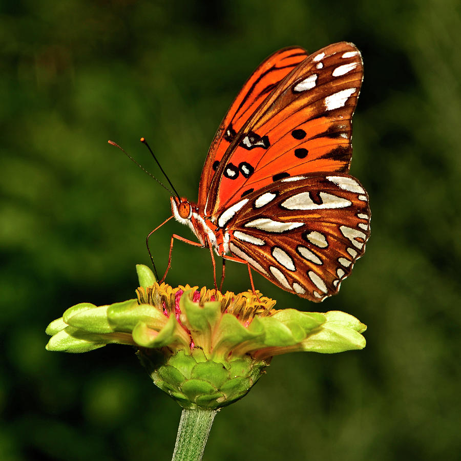 Gulf Flittery Butterfly On A Zinnia 011 Photograph by George Bostian ...