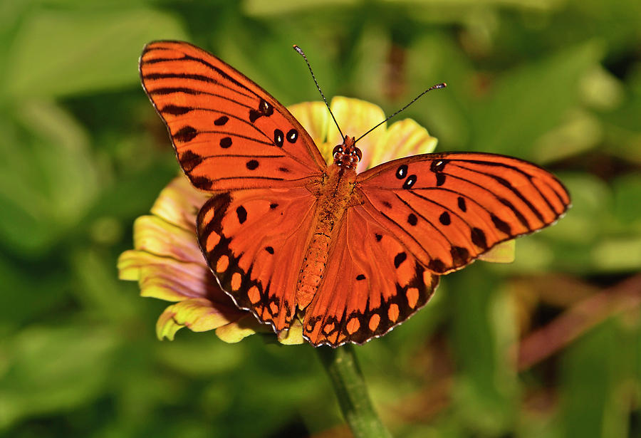 Gulf Flittery Butterfly On A Zinnia 012 Photograph by George Bostian ...