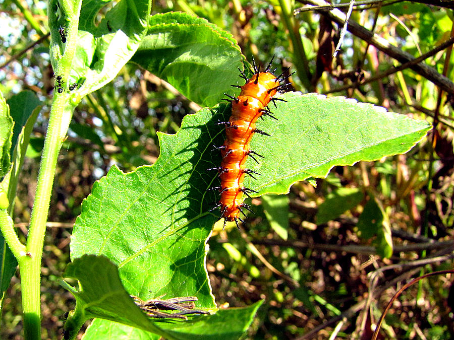 Gulf Fritilary Caterpillar Photograph by Christopher Mercer