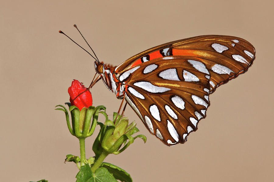 Gulf Fritillary Agraulis Vanillae Photograph by Danita Delimont Gulf Fritillary Agraulis Vanillae Photograph by Danita Delimont