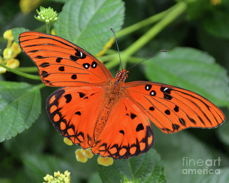 Gulf Fritillary Butterfly Digital Art