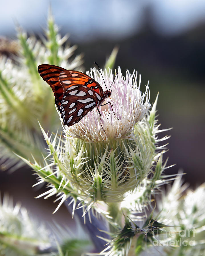 Gulf Fritillary Butterfly On A Thistle Photograph