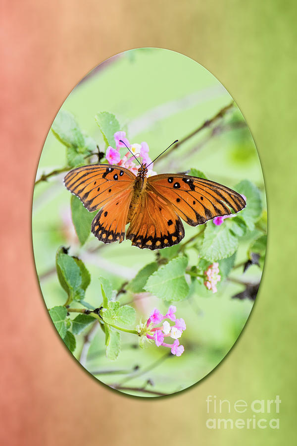 Gulf Fritillary Butterfly on Lantana Photograph by Bonnie Barry