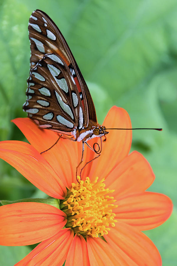 Gulf Fritillary Butterfly on Orange Flower Photograph by Dawn Currie