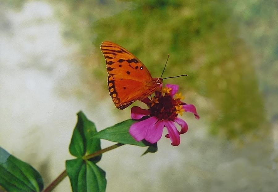 Gulf fritillary butterfly Photograph by Nigel Radcliffe