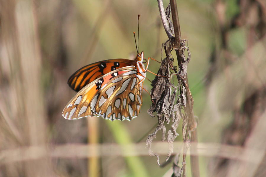 Gulf Fritillary Photograph by Callen Harty