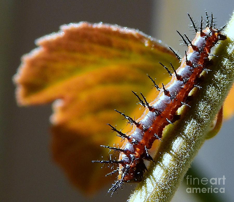 Gulf Fritillary Caterpillar Photograph by Carol Komassa