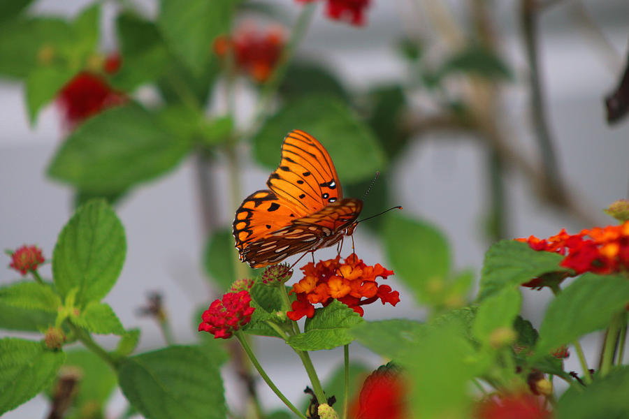 Gulf Fritillary Photograph by Living Color Photography Lorraine Lynch