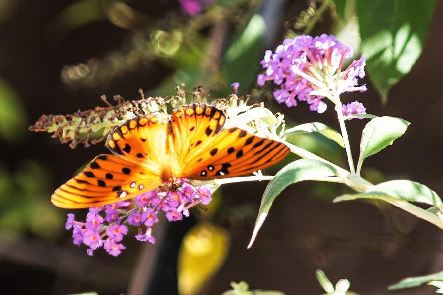 Gulf Fritillary on Butterfly Bush Photograph by Mary Ann Artz