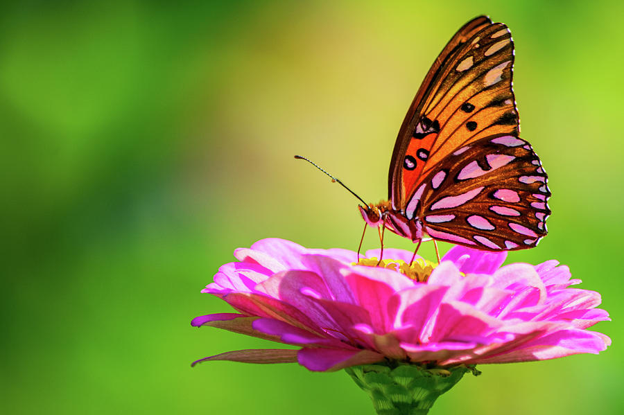 Butterfly Photograph - Gulf Fritillary on Pink Zinnia by Mary Ann Artz