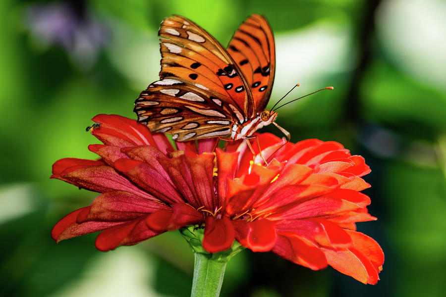 Butterfly Photograph - Gulf Fritillary on Red Zinnia by Mary Ann Artz