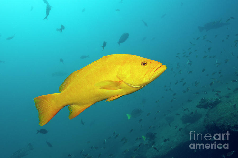Grouper Photograph - Gulf Grouper In Yellow Phase by Reinhard Dirscherl/science Photo Library Grouper Photograph - Gulf Grouper In Yellow Phase by Reinhard Dirscherl/science Photo Library