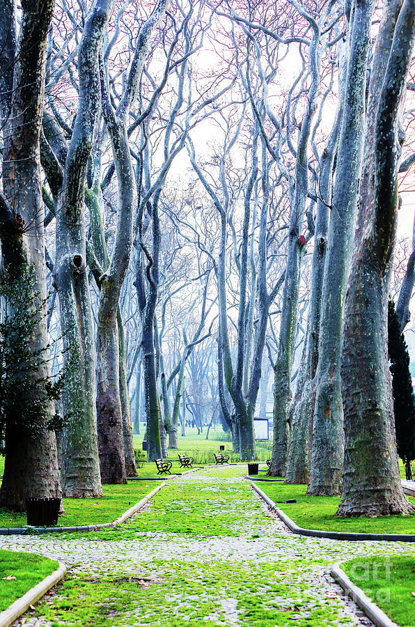 Gulhane Park in Istanbul Photograph by John Rizzuto