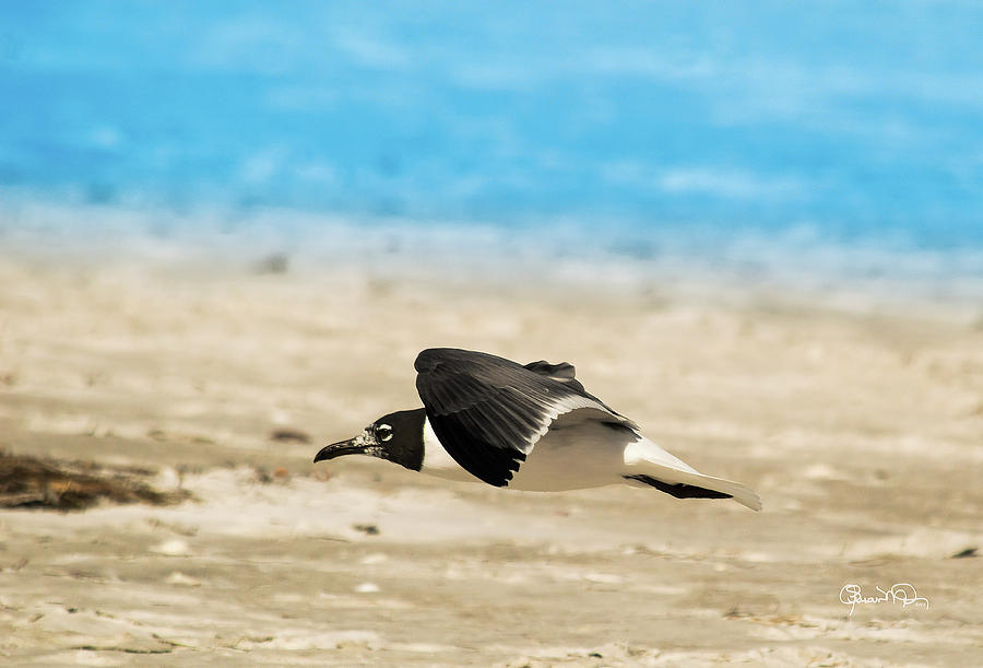 Gull at Lido Beach IV Photograph by Susan Molnar