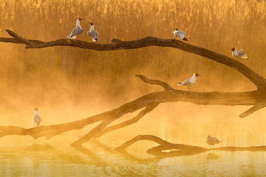 Bird Photograph - Gull Chat by Sandy Spaenhoven