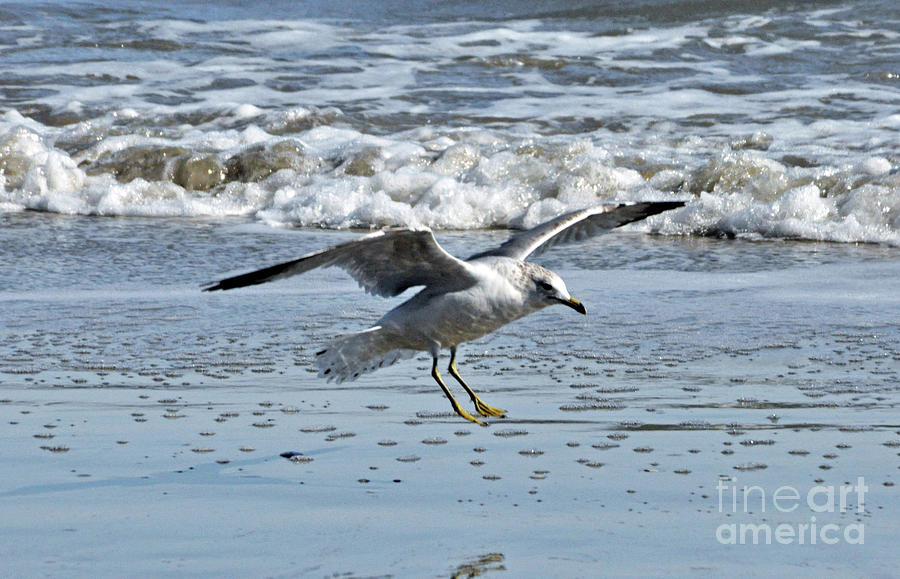 Gull Coming In For A Landing Photograph by Lydia Holly