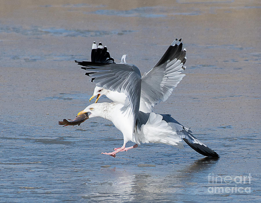 Gull Dispute Photograph by Dennis Hammer