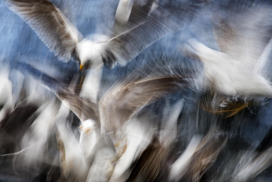 Nature Photograph - Gull Feeding Frenzy by Cameron Scott
