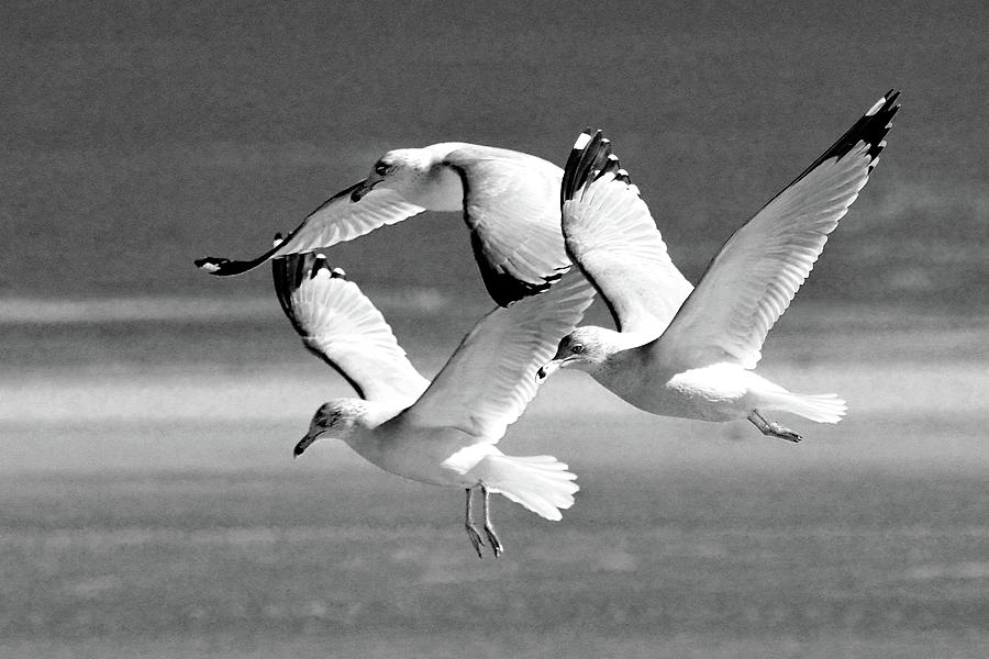 Gull Flight Pattern Photograph by Jerry Griffin