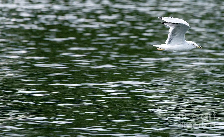 Gull Flying Along the Spokane River Photograph by Matthew Nelson
