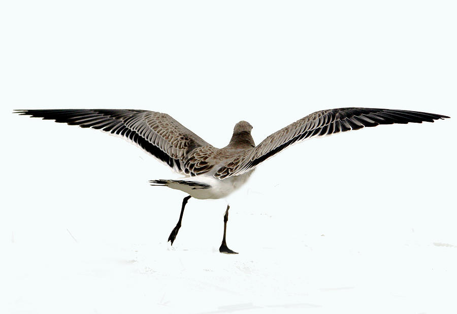 Seagull Mixed Media - Gull IIi by Karen Williams
