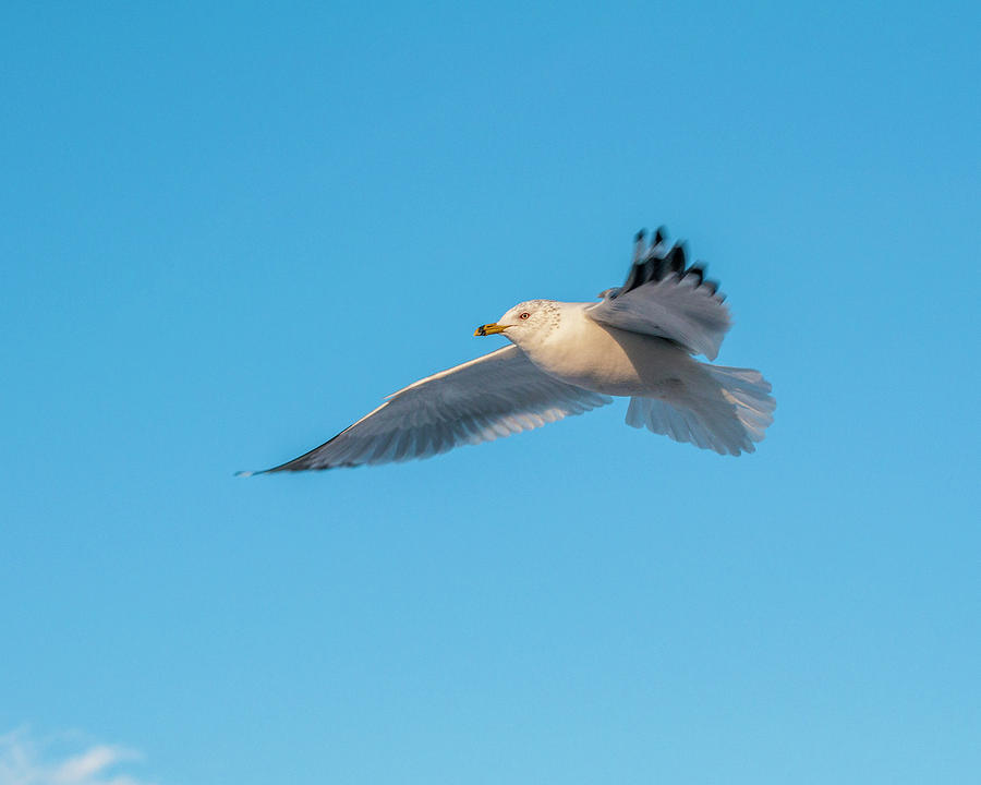 Gull In Flight 1 Photograph by Cathy Kovarik