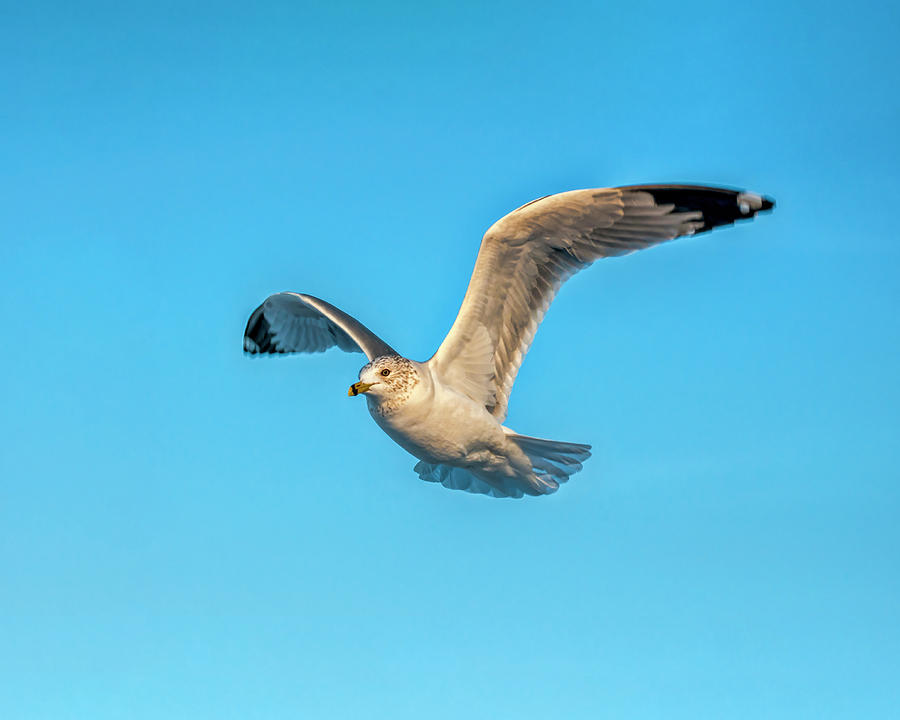 Gull In Flight 2 Photograph by Cathy Kovarik