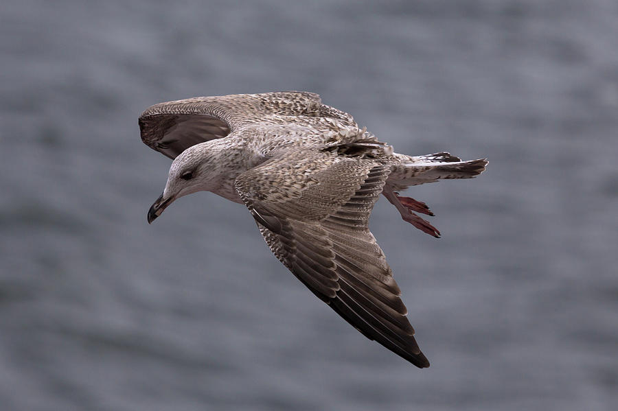 Gull In Flight Closeup Photograph