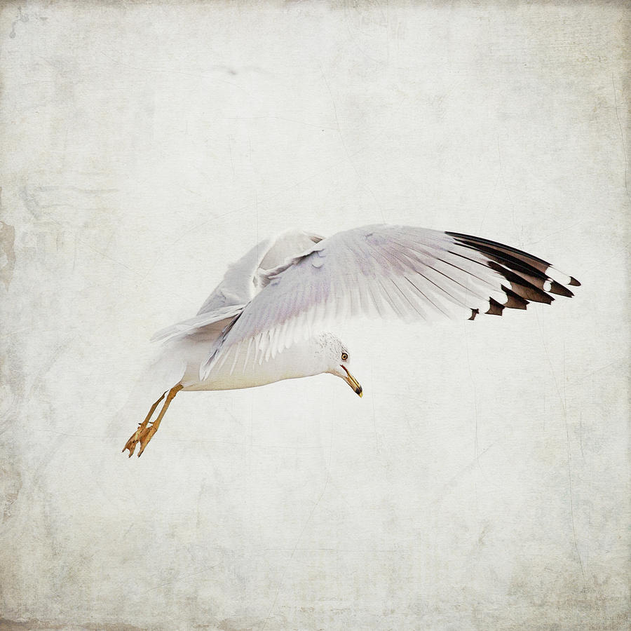 Gull In Flight Photograph by Copyright By June Marie Sobrito