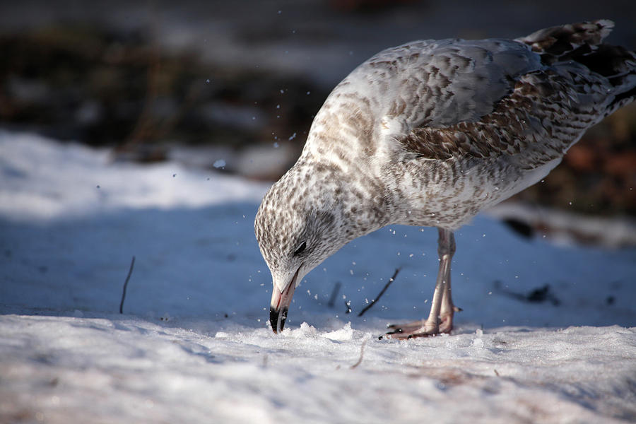 Bird Photograph - Gull in Snow by Karol Livote