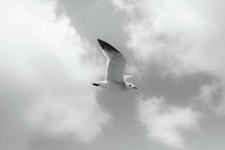 Gull in the Clouds Photograph by Robert Wilder Jr